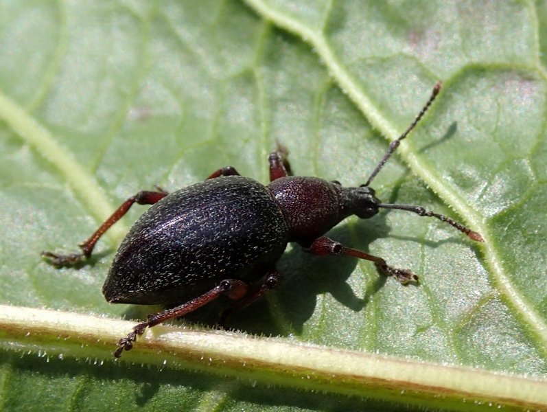 Curculionidae da Id.